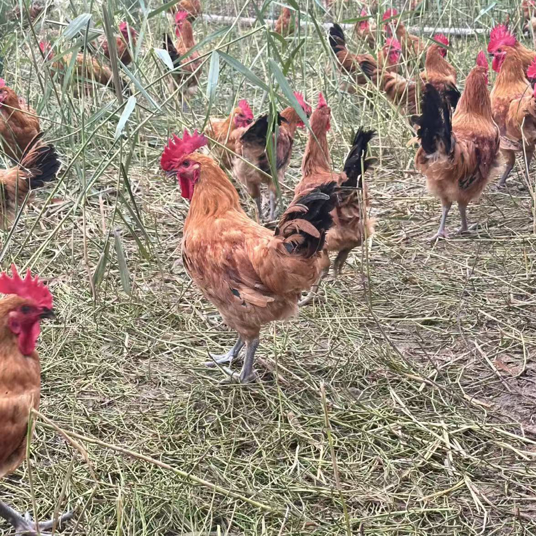 正宗淮南草土鸡童子鸡肉质紧品质高坏单包赔