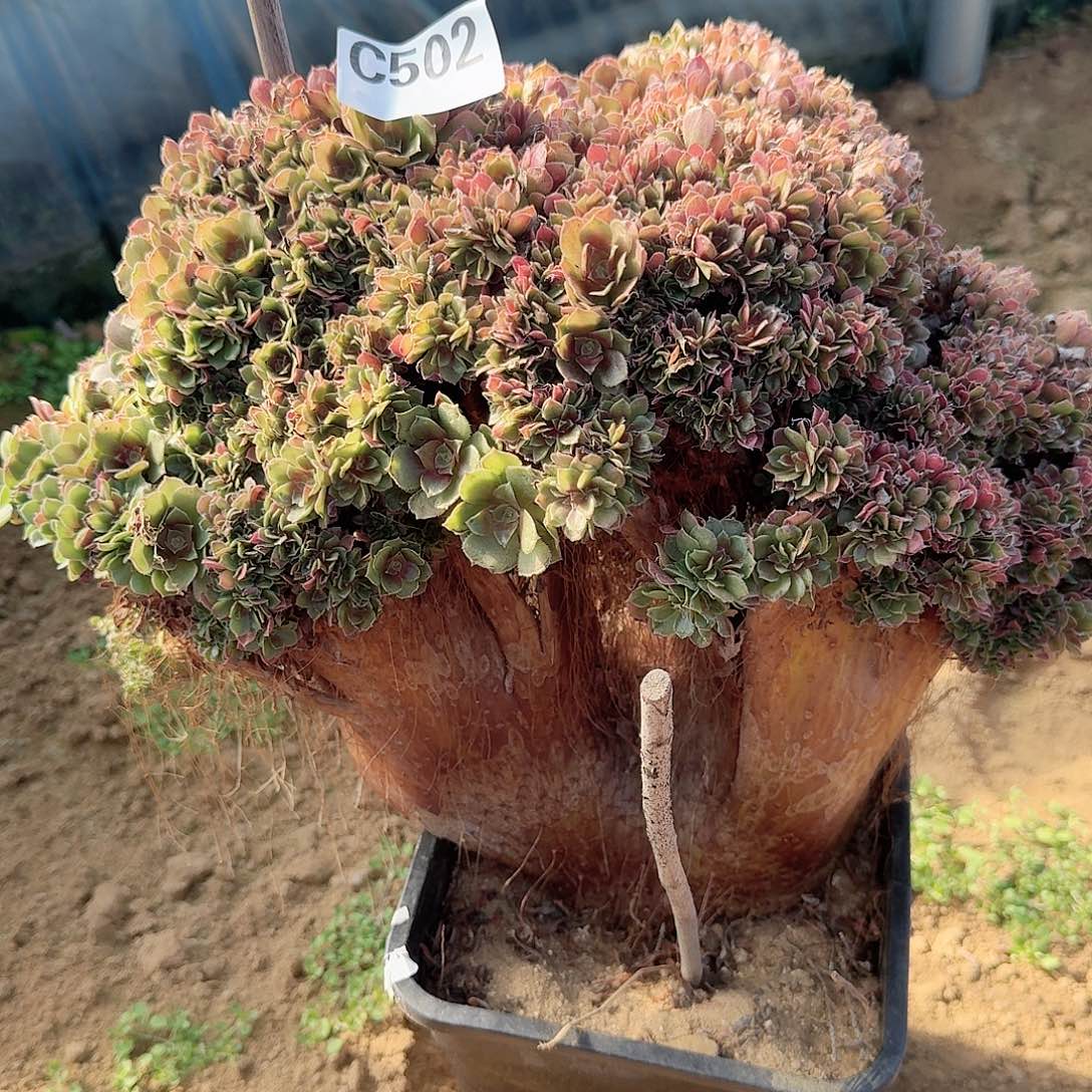 502火玫瑰朵朵微瑕一颗