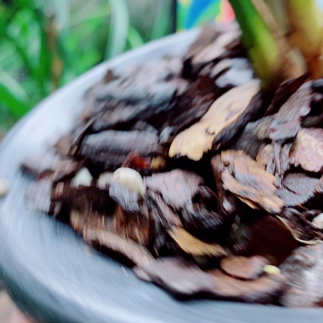 大部分花苞少量开放