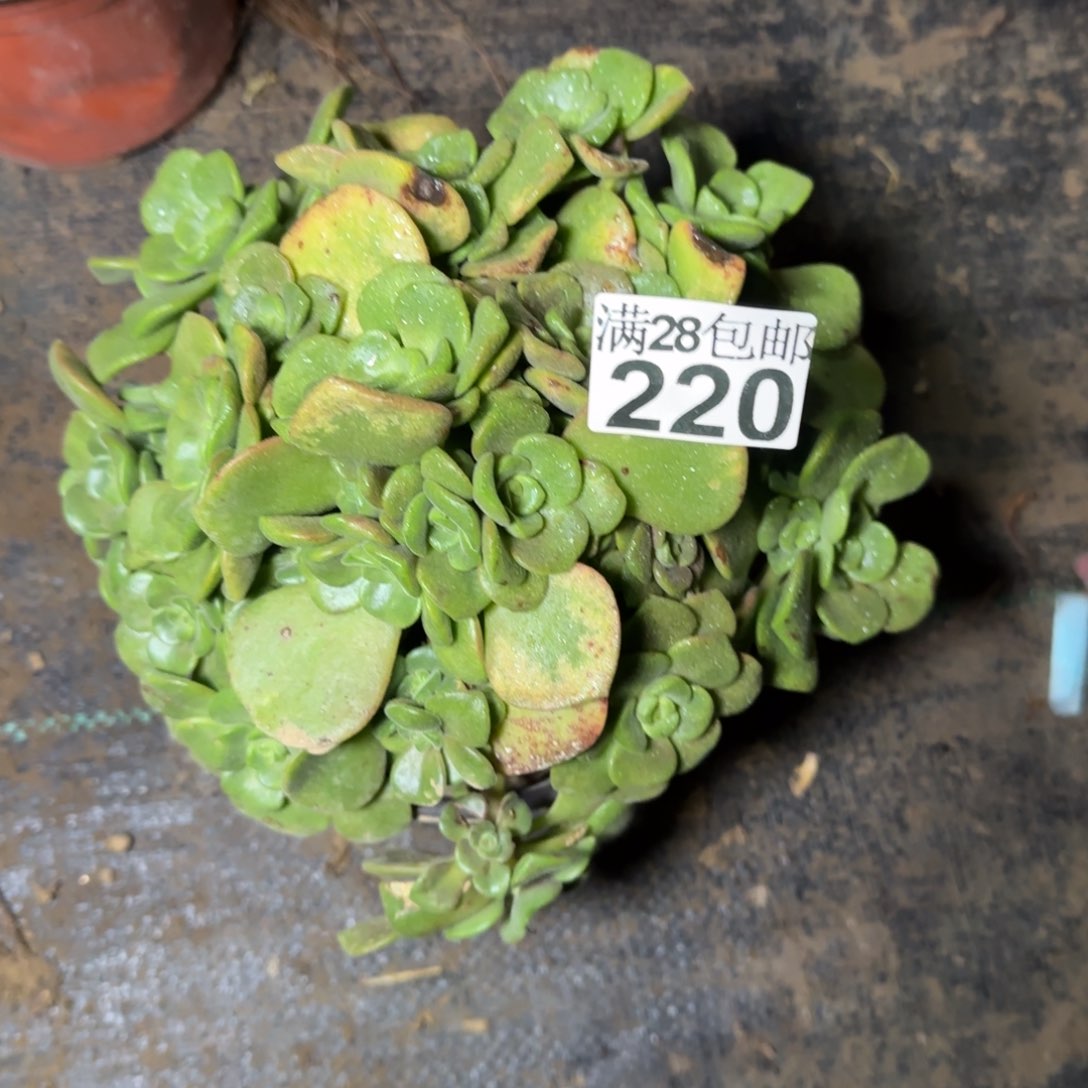 百合丽丽220满28包邮断枝不包