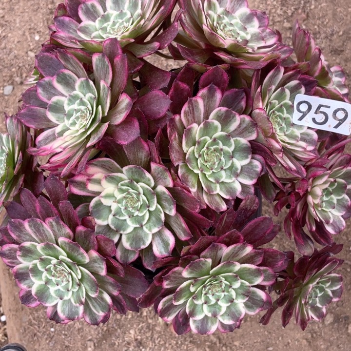 959多肉植物彩漫画