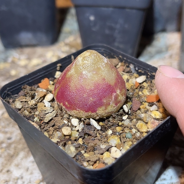 满38包邮2天凑单，脱土晾根发货多肉植物