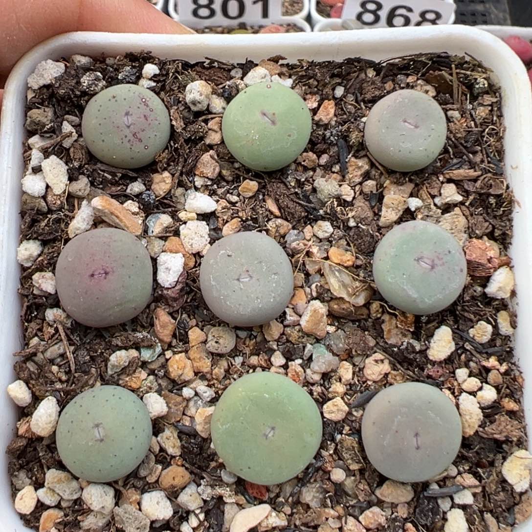 1.20好看的多肉928