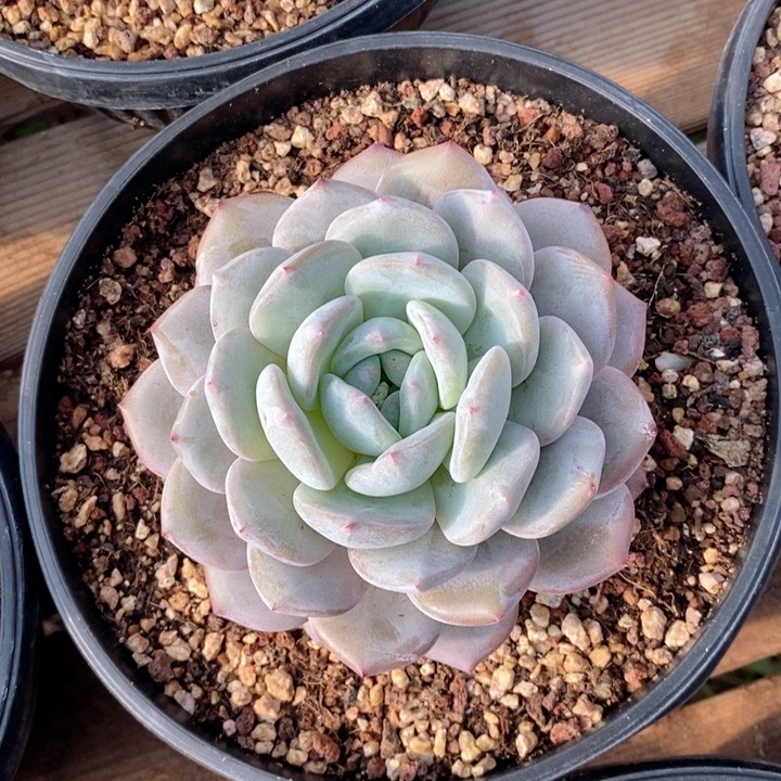 星影 韩货精品666