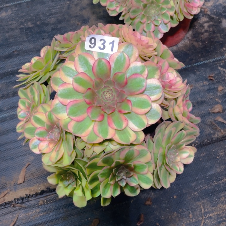 931老庄多肉法师雨荷