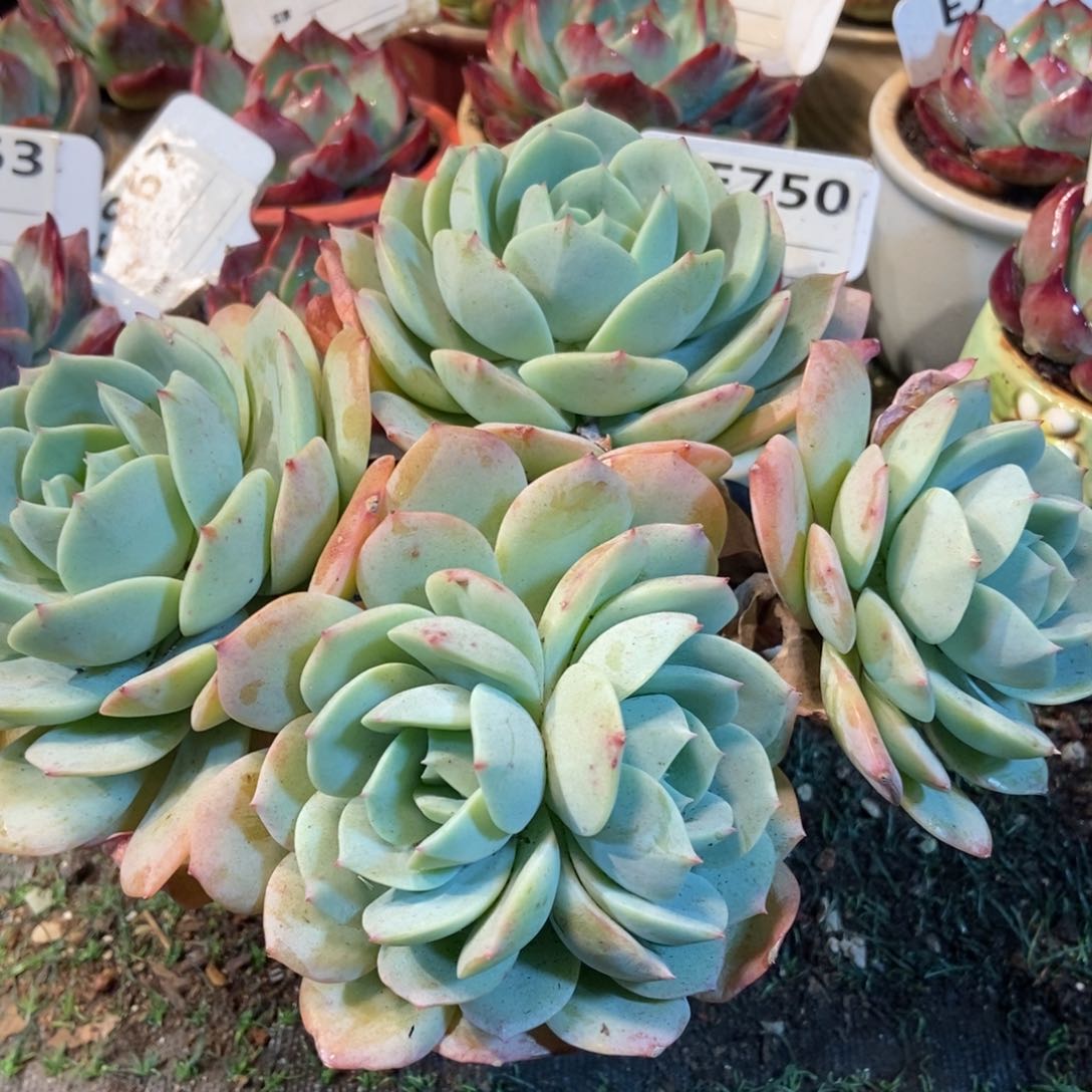 恋曲多肉植物保护