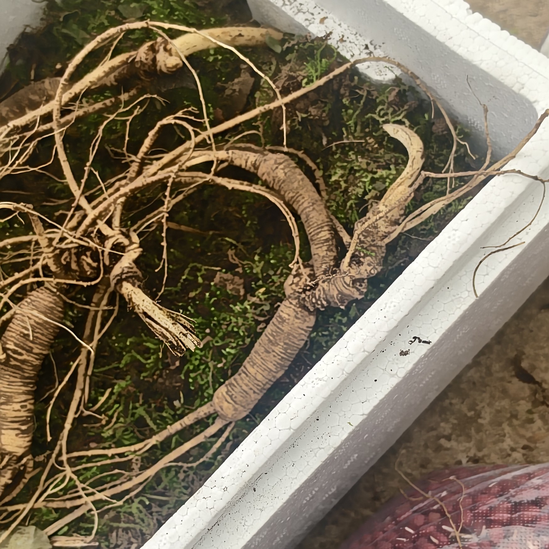 长白山正宗水萝卜