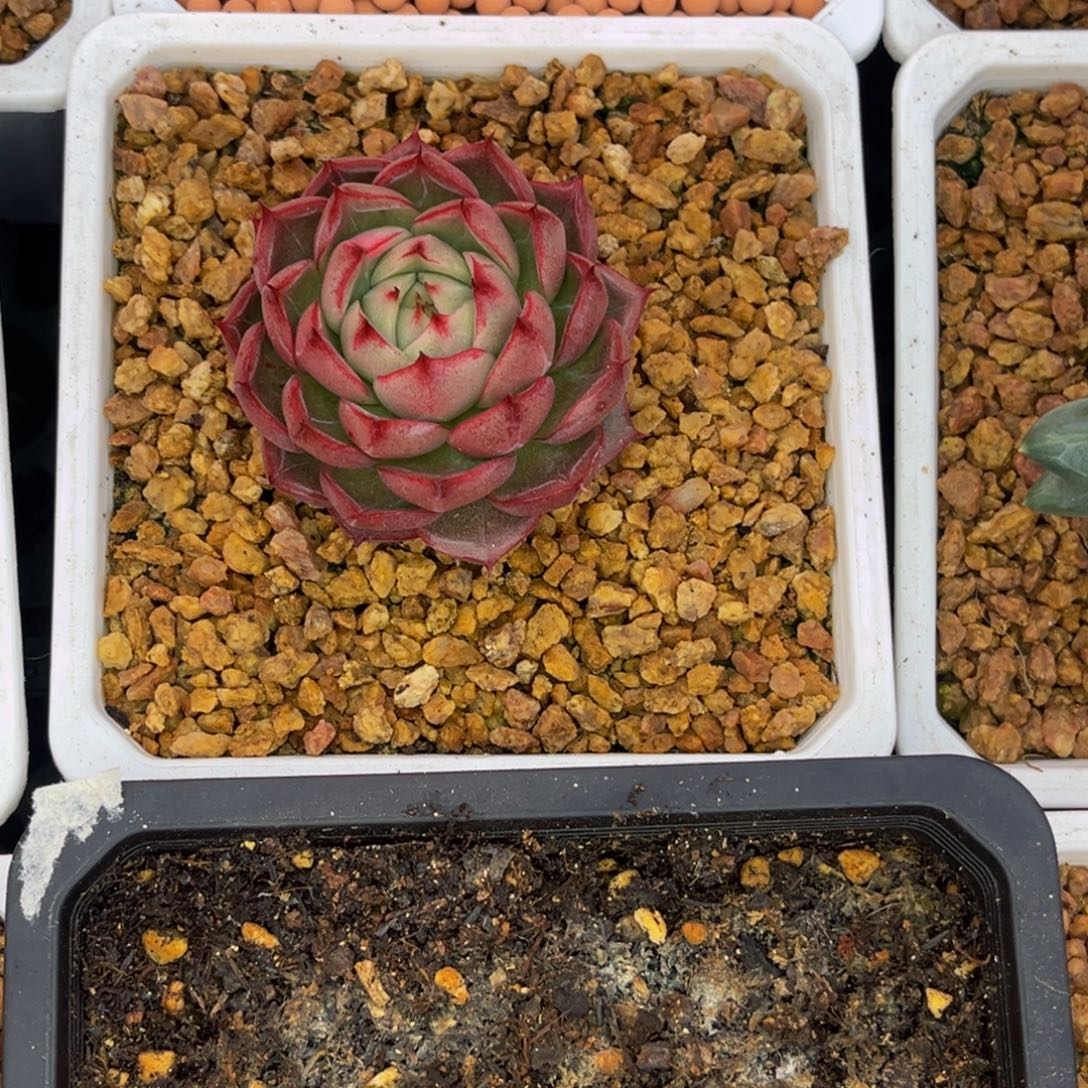 壹***二52505号上午多肉植物群生多肉植物