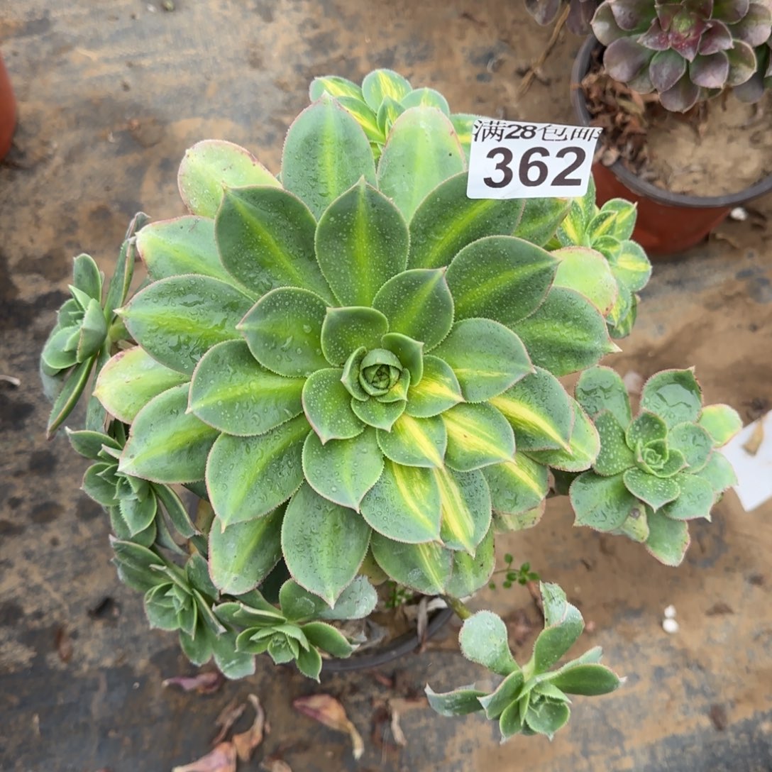 黄忠斑阴阳多肉362满28包邮断枝不包