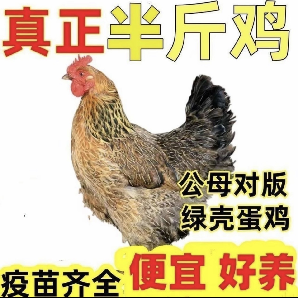 半斤左右10只散养土鸡笨鸡宠物鸡【顺丰包邮】长尾鸡