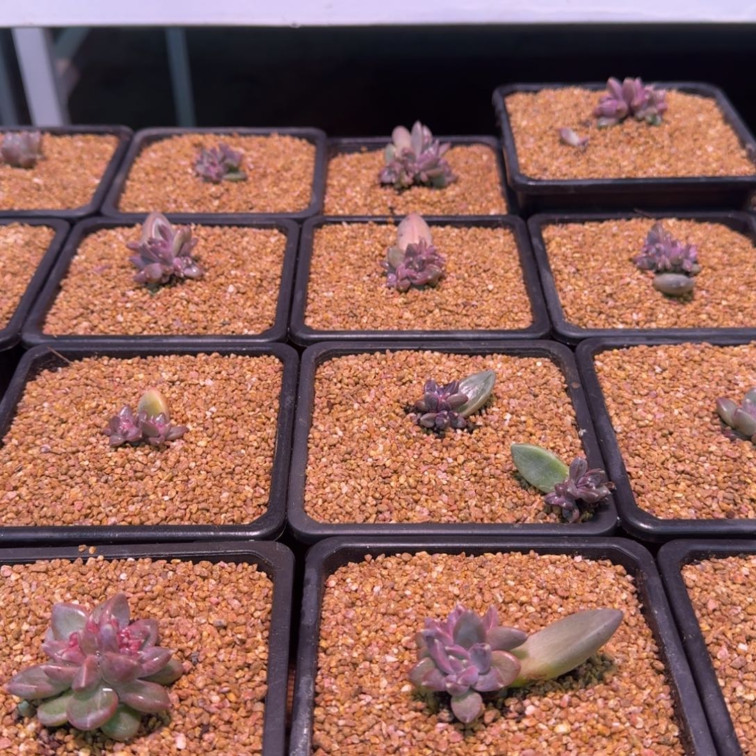 纯***纯啊啊啊啊啊啊啊啊啊啊啊啊啊