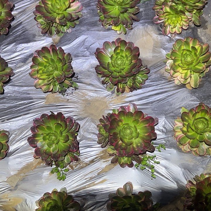 奶白多肉法师植物链接