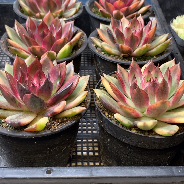 火焰山锦单头8cm左右