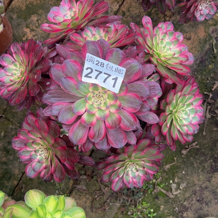 2771紫霞优选多肉植物