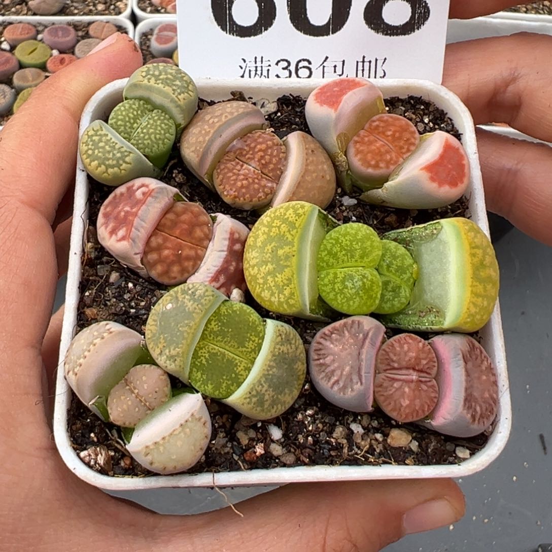 1.20好看的多肉608