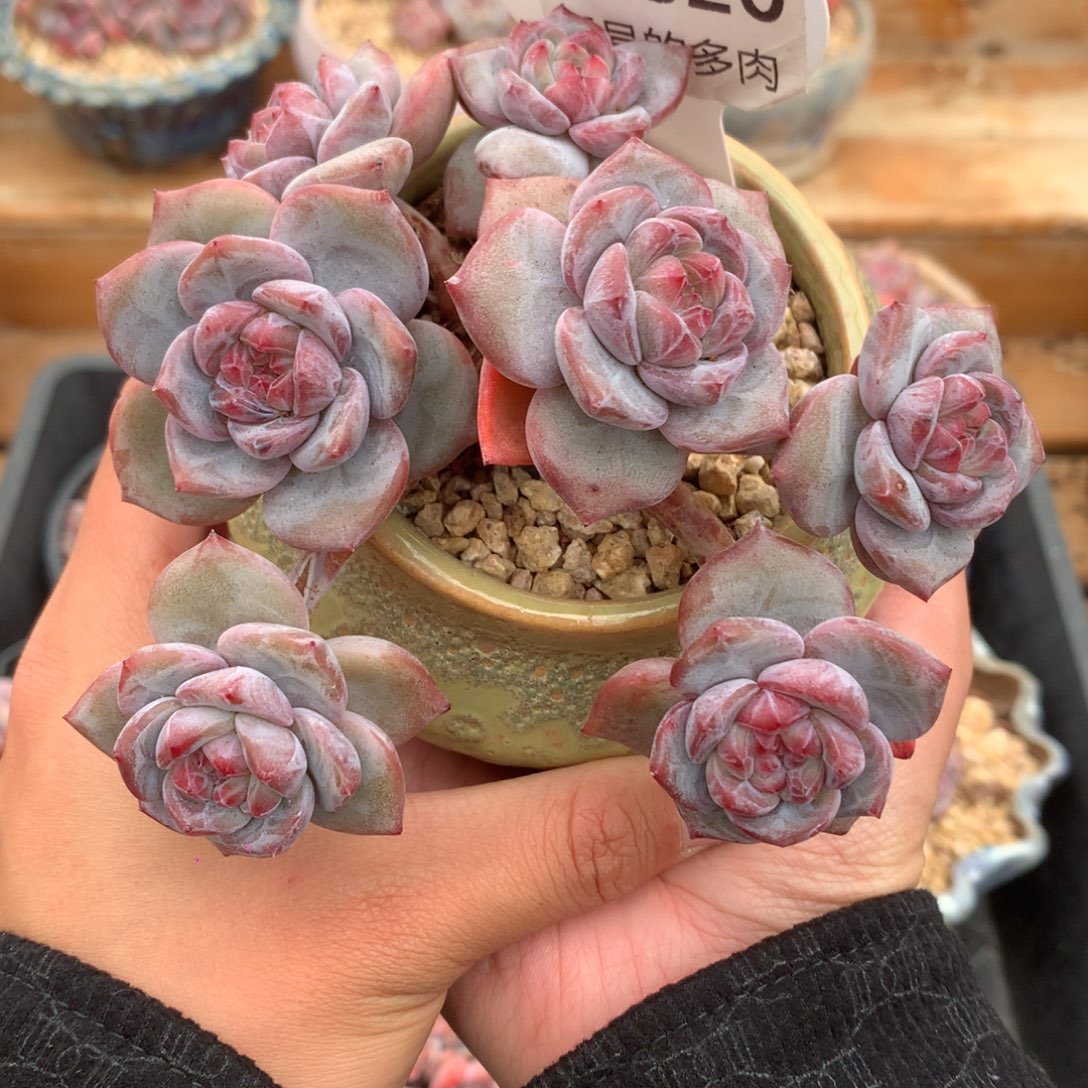 魔***七A0820 突尼斯飘枝 有砍 11cm