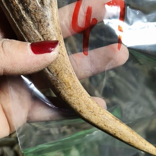 黑***白鹿角鹿角鹿角鹿角鹿角鹿角