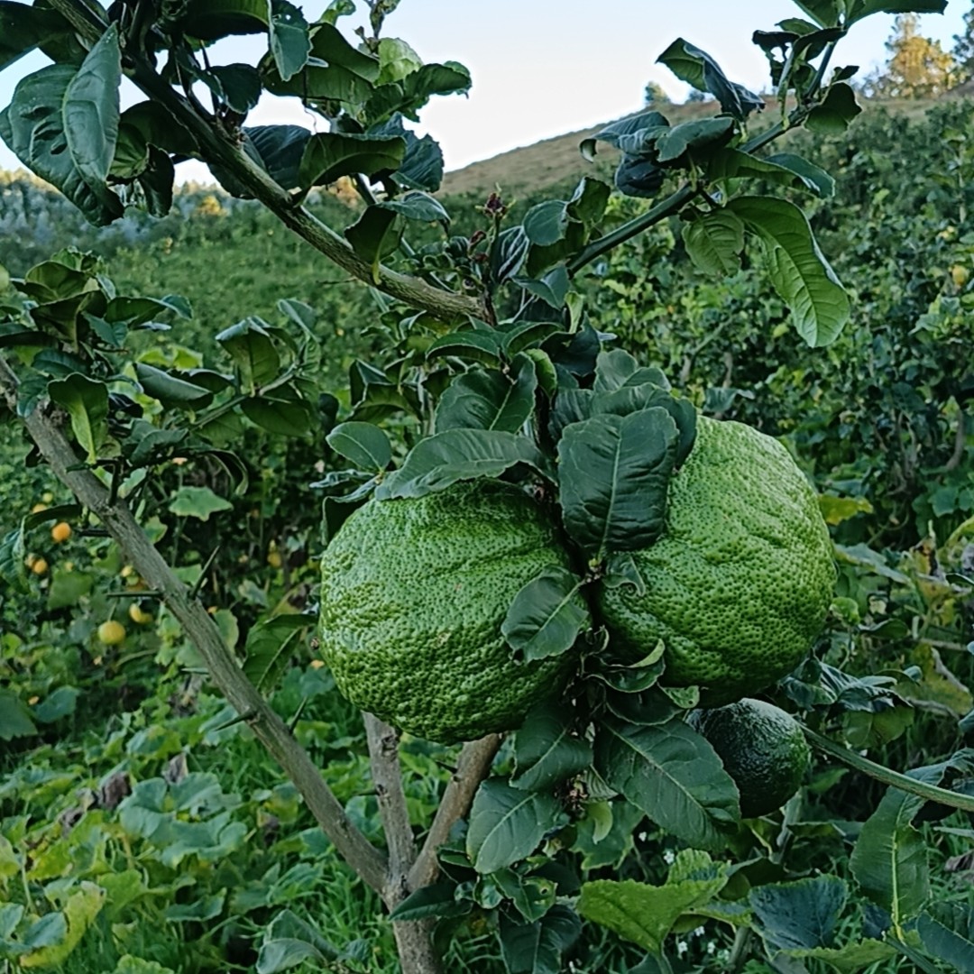 智高农山云滇优品【云南香橼】礼佛清供 闻香摆件