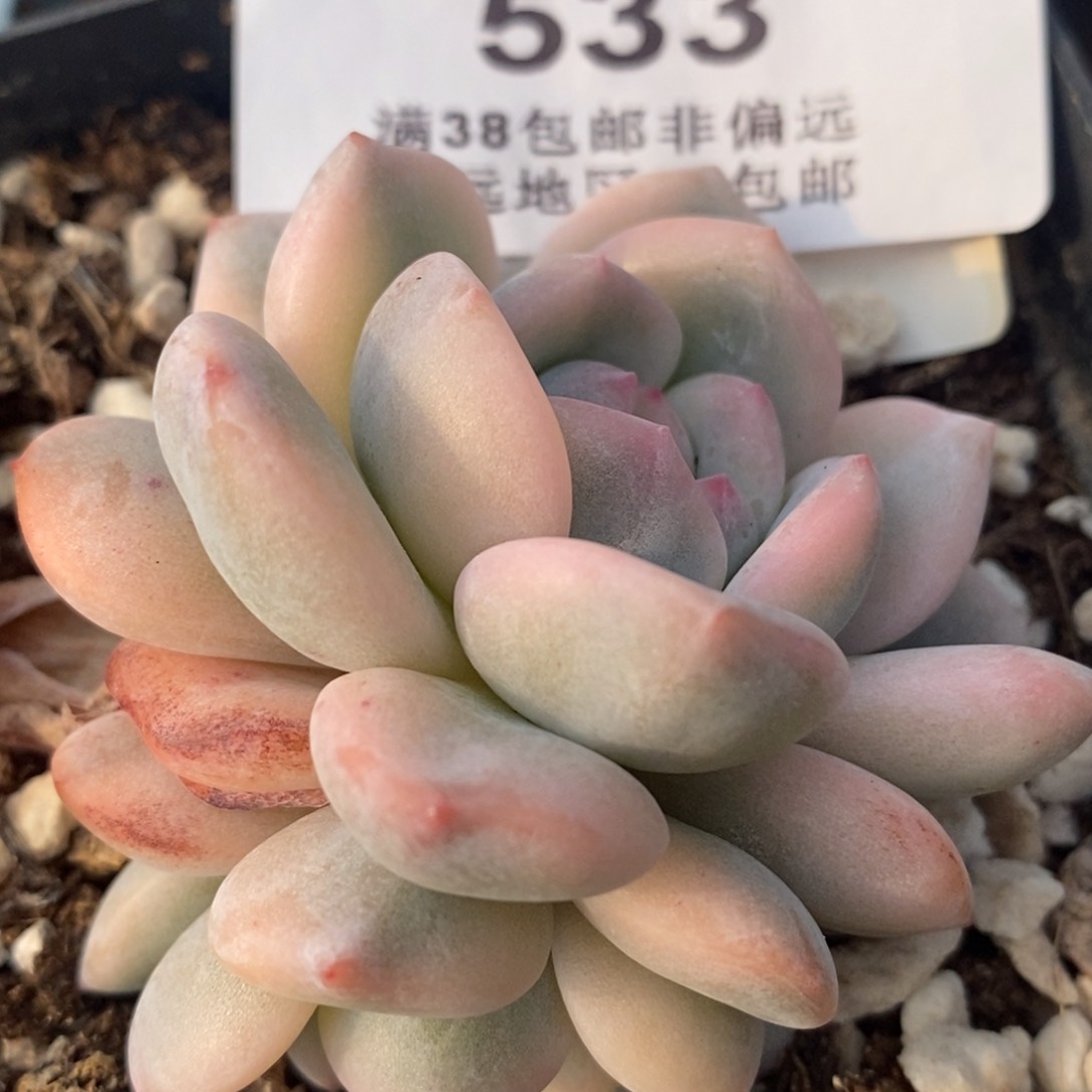 533梦露锦底座双头