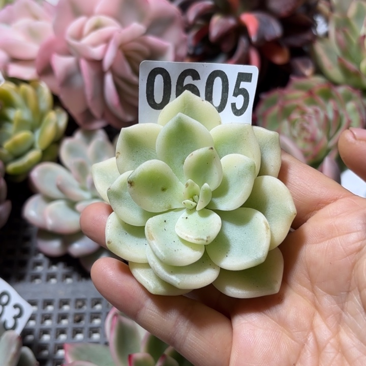 若桃肉植物满18包邮当场凑单