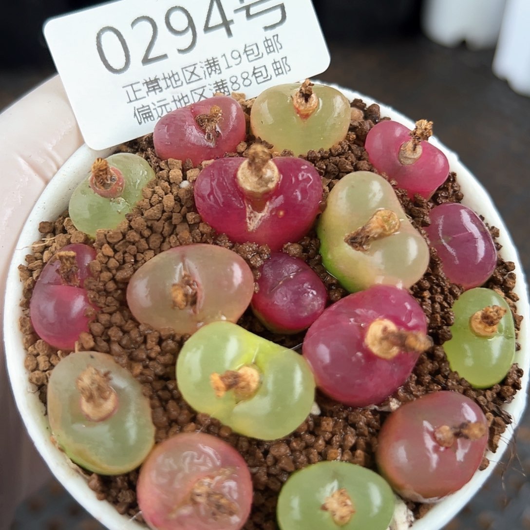 好养易活生石花大母本0294