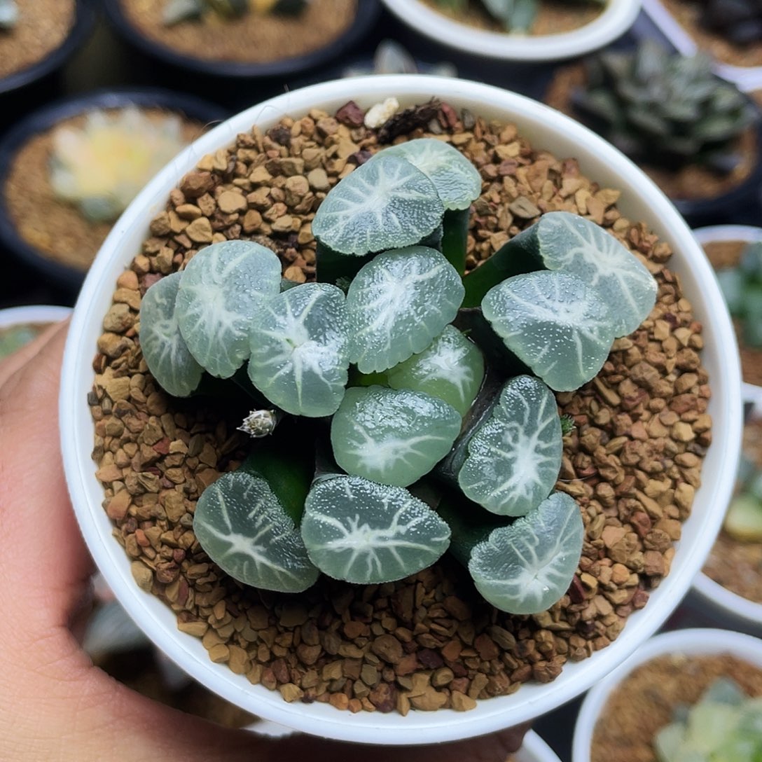 冰雷万象专拍专拍专拍