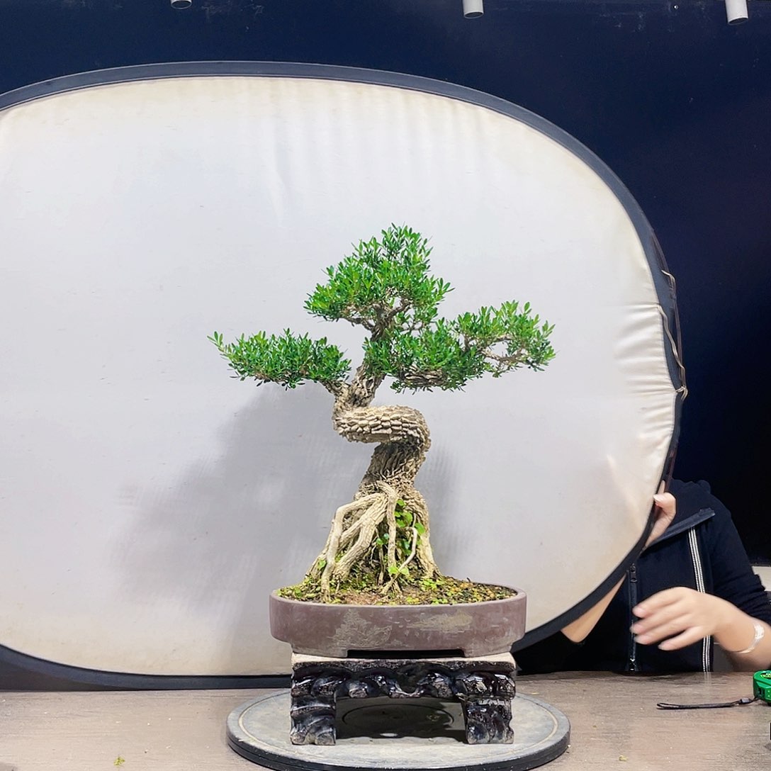 完全开放黄杨盆景四季常青