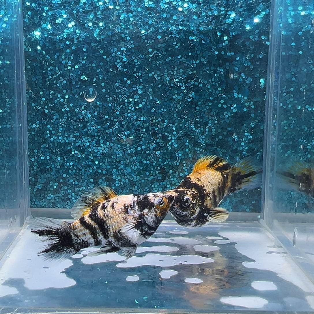 孔雀鱼虎皮玛丽一对001