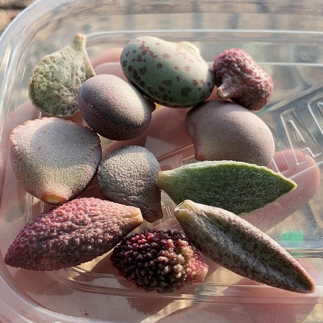 水泡叶子11片包邮