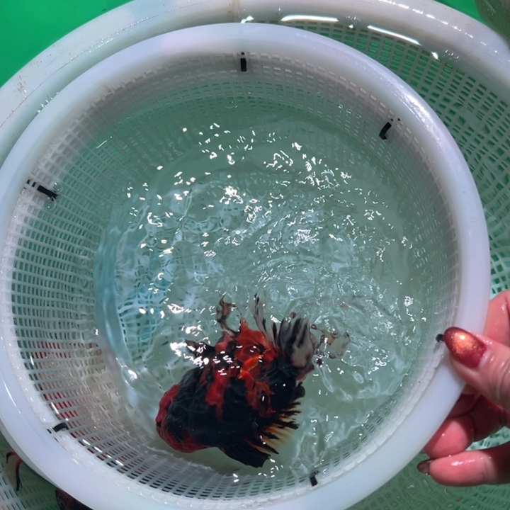秦***生海水鱼潘氏金鱼兰寿金鱼
