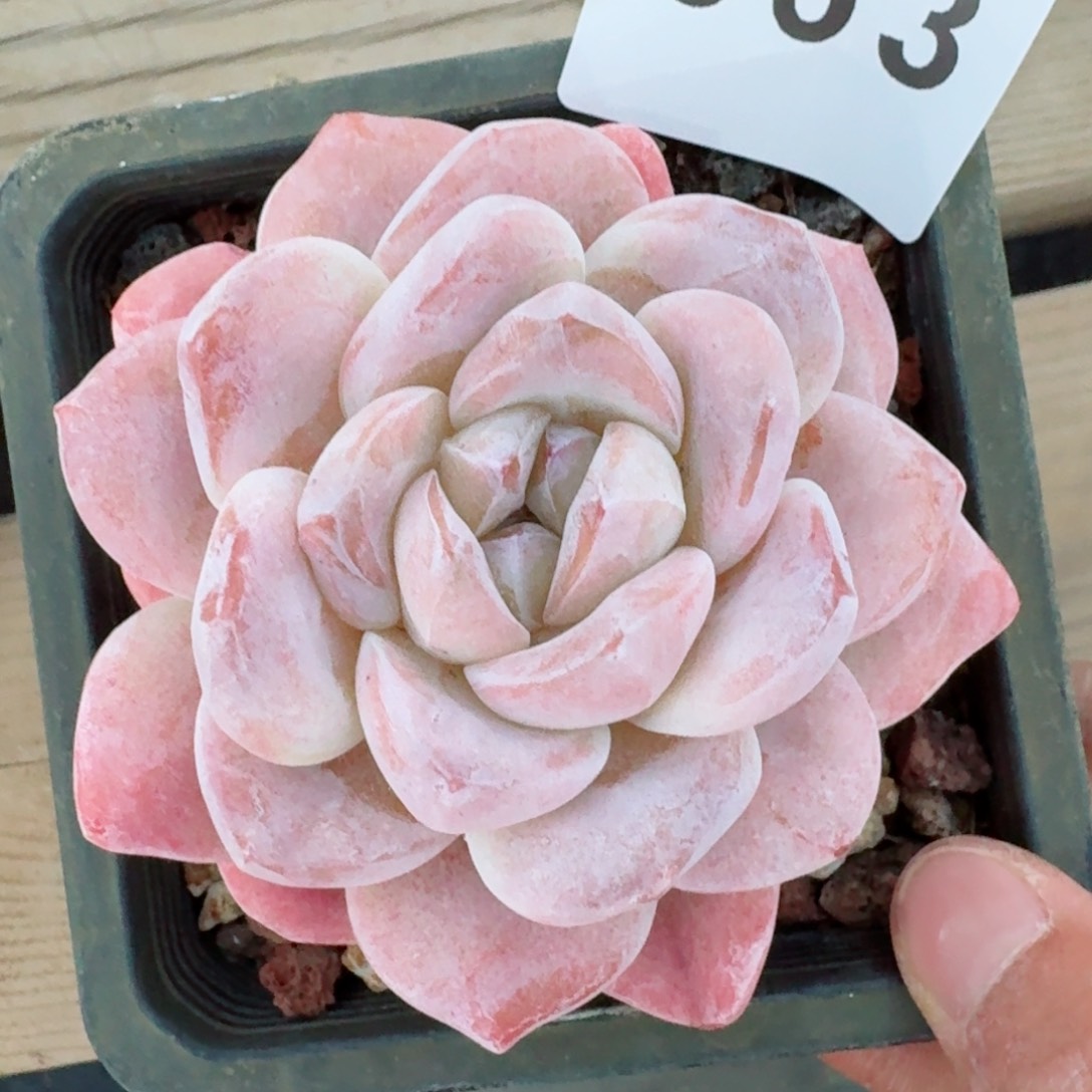 福利         精品多肉