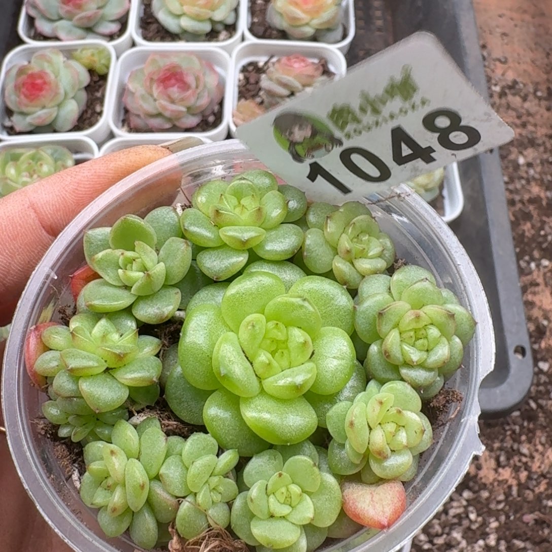 多肉植物多肉植物