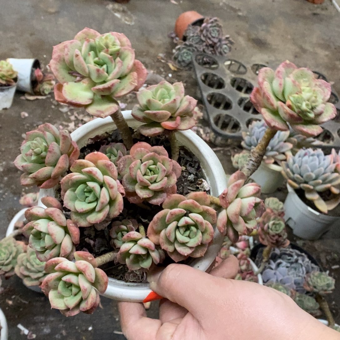 妮可莎娜玫瑰大盆整桩