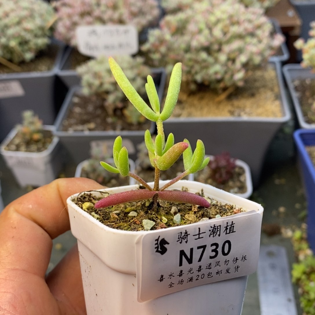 730实生香蕉枝干番杏