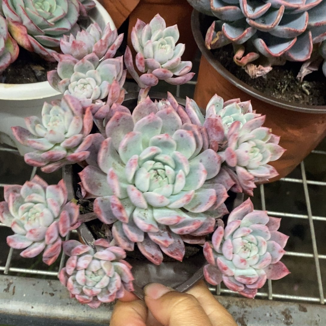 霜花小老桩手捧多肉