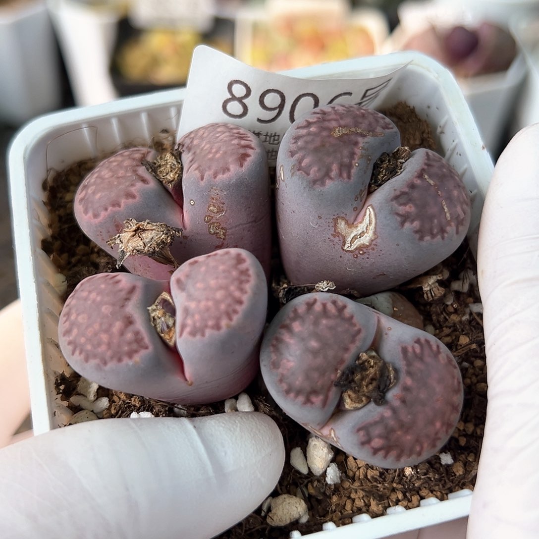 8906紫李大双头两颗