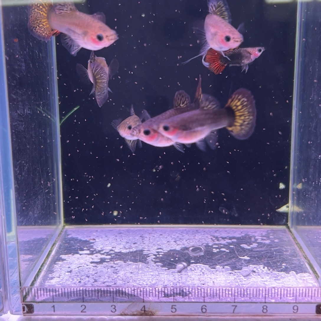 孔雀鱼福利红龙玻璃猫8条所见即所得