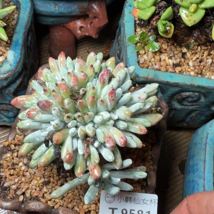 9581白姆仙女杯多肉