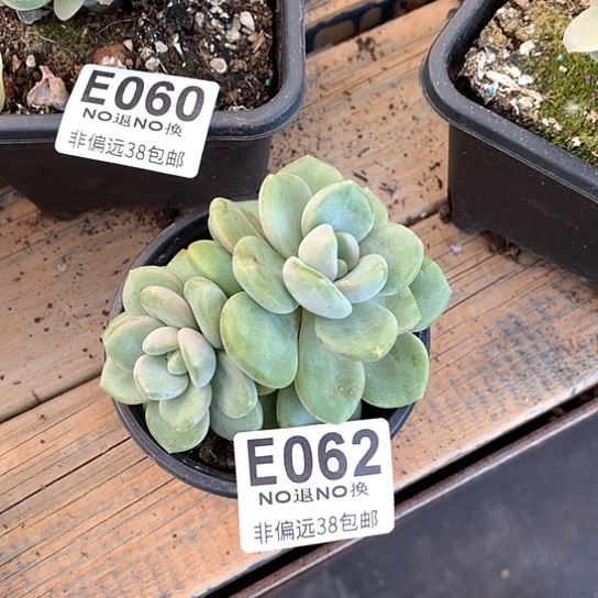 芒果冰062 亏本处理退款拉黑需延迟发货