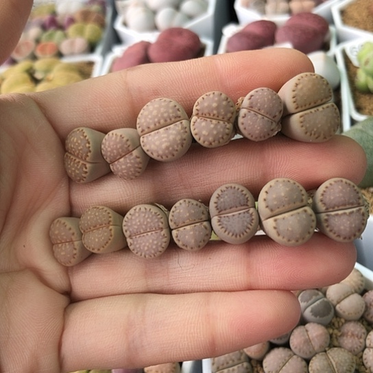 6229，1-1.5厘米控养饼干好养彩色母本生石花