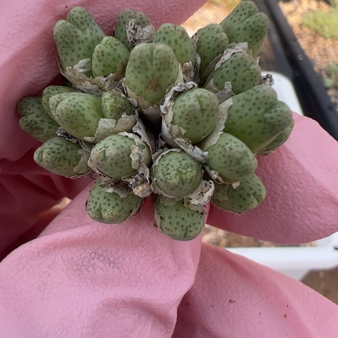 672 好看的多肉冲冲冲q