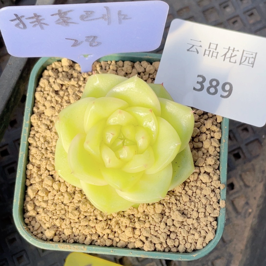 玩***偶389号糖心冰心珍妮 抹茶芭菲