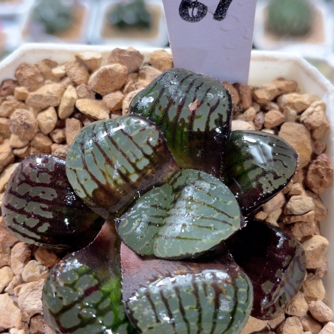 67丸叶水晶魔界。