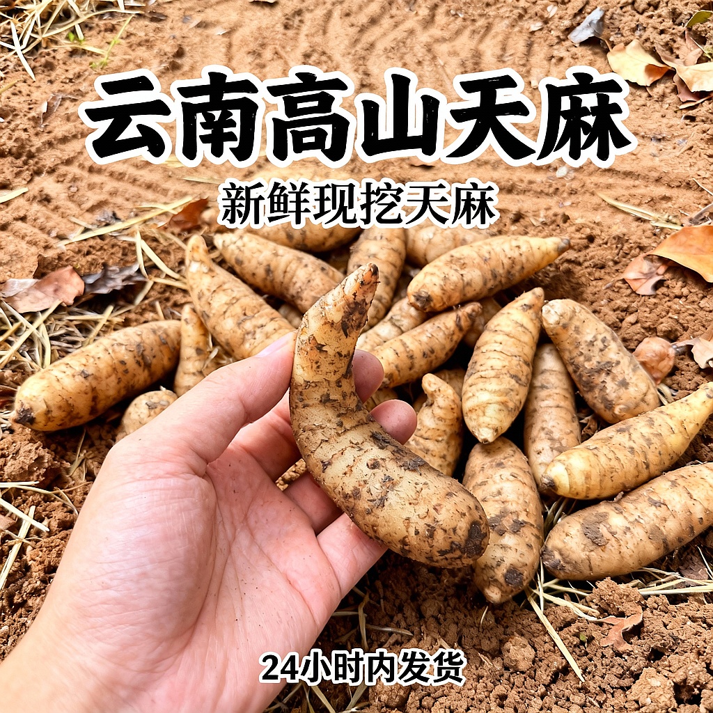 云南高山新鲜现挖下山天麻正宗新鲜天麻云南天麻生天麻