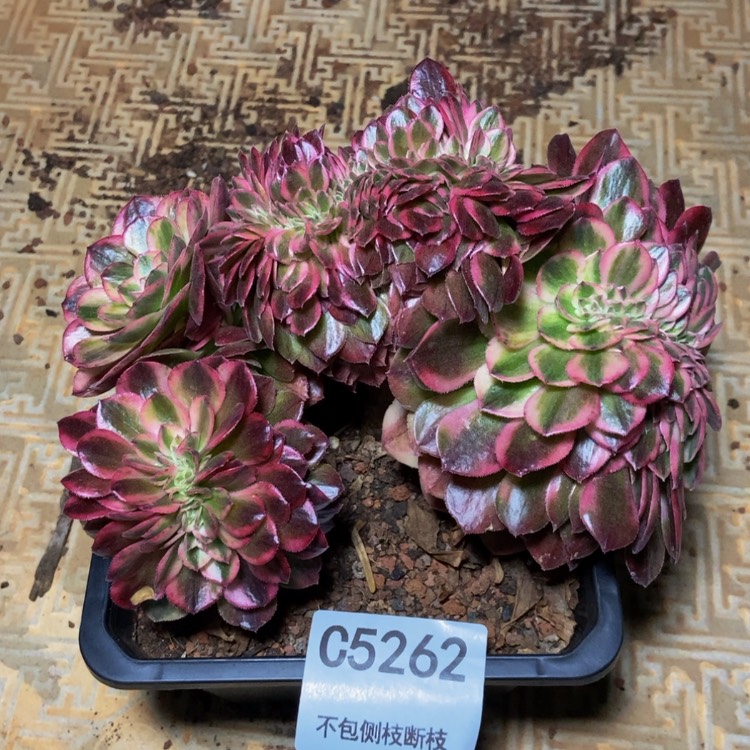 【闪购商品】5262万白多肉