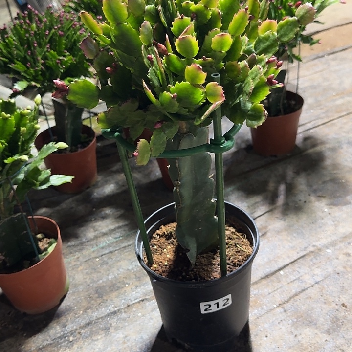 大***^完全开放212嫁接037