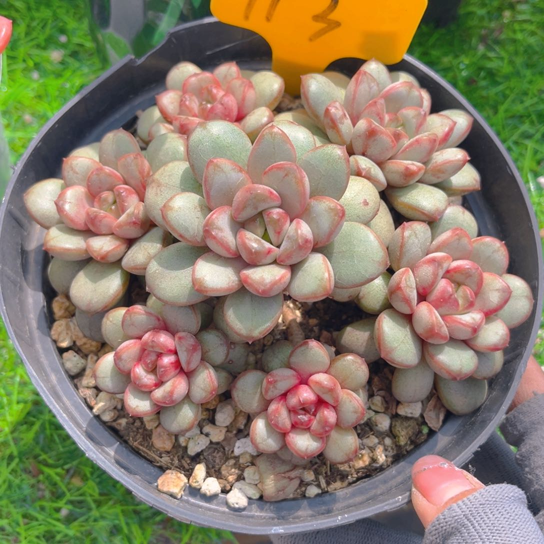 葡萄8888888888多肉