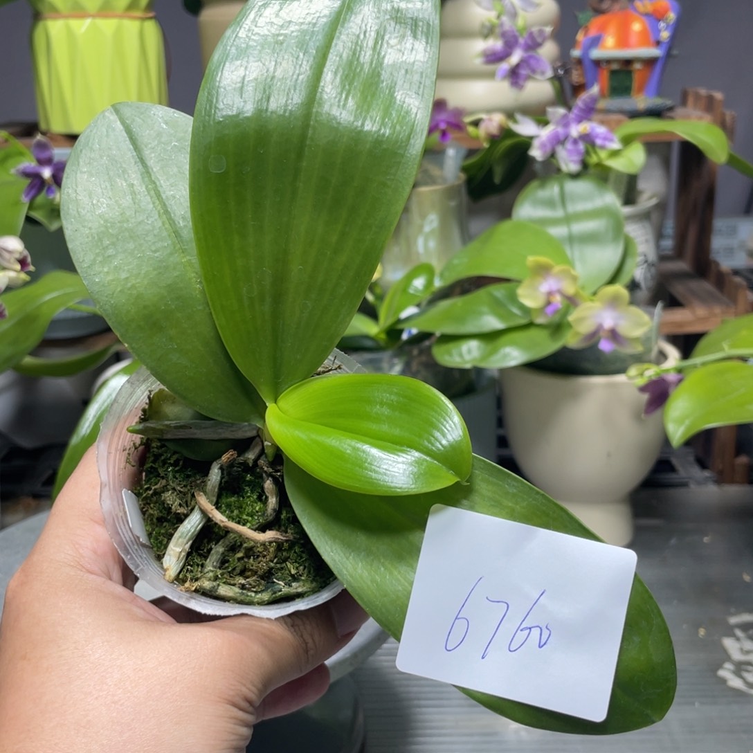 完全开放6760专拍，，，