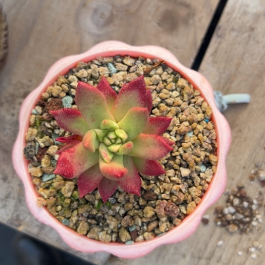 苹果叶～可可爱爱7755