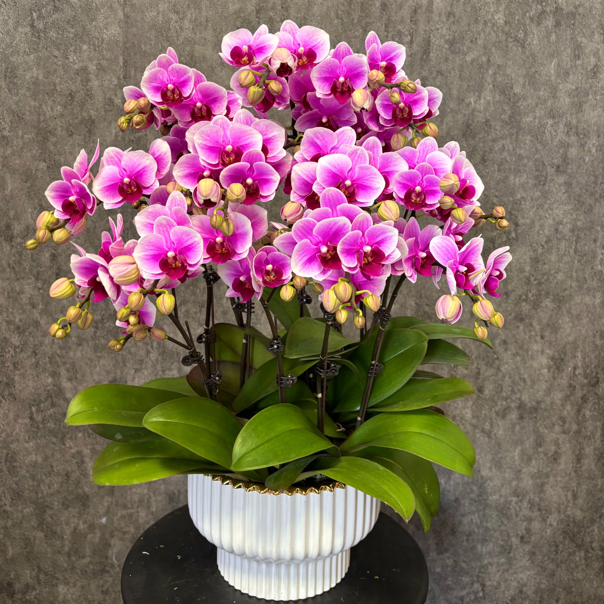 【粉公主】蝴蝶兰 鲜花绿植 好养花期长 室内观赏花